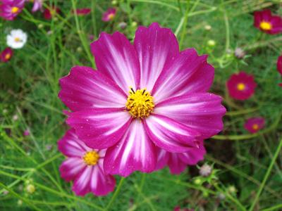 Cosmos bipinnatus